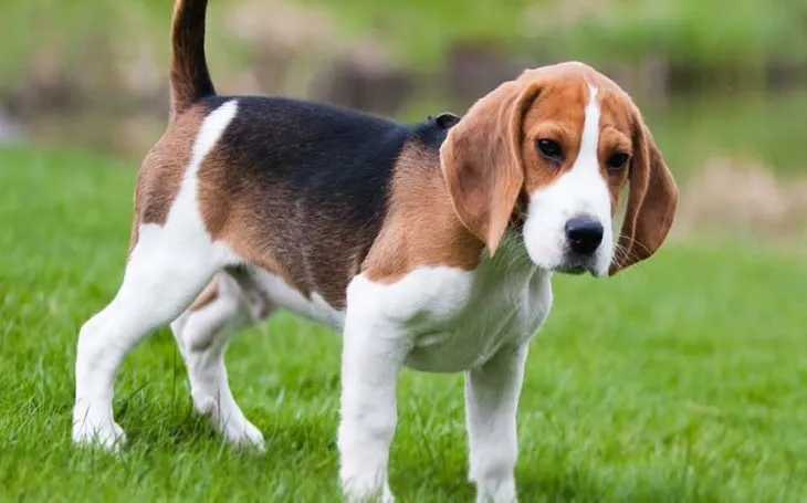 American Foxhound